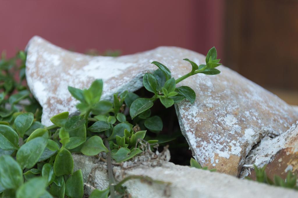 Vitorin Appartamento Sobra